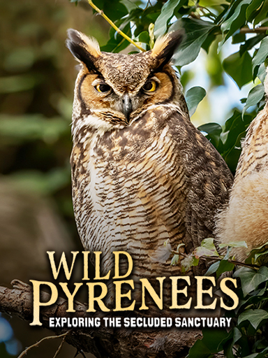 Wild Pyrenees: Exploring the Secluded Sanctuary